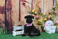 AKC Lil Miss Ebony, a female Miniature Schnauzer for sale in Antlers, OK – Photo 2 of 8