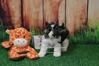 AKC Salt & Pepper Parti Boy, a male Miniature Schnauzer for sale in Antlers, OK – 2 of 5