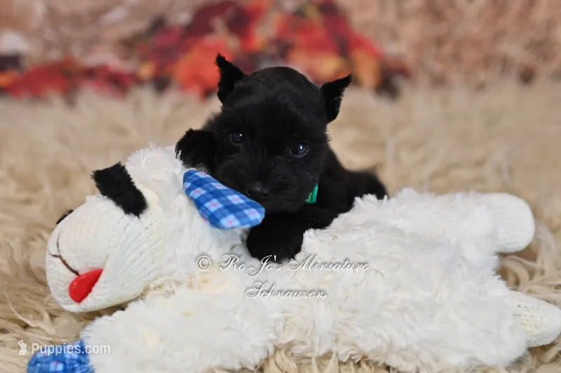 AKC Handsome Lil Midnight – Miniature Schnauzer puppy for sale in Antlers, OK