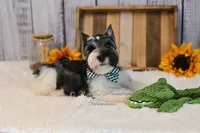 AKC Parti Mini Schnauzer | Stoeger, a male Miniature Schnauzer for sale in Antlers, OK – 6 of 8