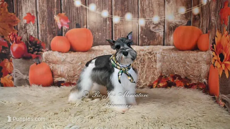 AKC Salt & Pepper Parti | Houston – Miniature Schnauzer puppy for sale in Antlers, OK