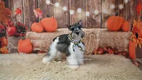 AKC Salt & Pepper Parti | Houston, a male Miniature Schnauzer for sale in Antlers, OK – 1 of 7