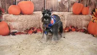 AKC Salt & Pepper | Dallas, a male Miniature Schnauzer for sale in Antlers, OK – 2 of 7