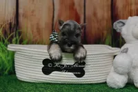 AKC Salt & Pepper Boy, a male Miniature Schnauzer for sale in Antlers, OK – 5 of 8