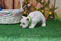 AKC Miss Emmie Lou, a female Miniature Schnauzer for sale in Antlers, OK – Photo 7 of 7