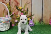 AKC Miss Emmie Lou, a female Miniature Schnauzer for sale in Antlers, OK – Photo 4 of 7
