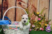 AKC Miss Emmie Lou, a female Miniature Schnauzer for sale in Antlers, OK – Photo 2 of 7