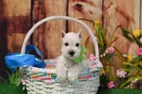 AKC Miss Emmie Lou, a female Miniature Schnauzer for sale in Antlers, OK – Photo 6 of 7