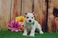 AKC Miss Emmie Lou, a female Miniature Schnauzer for sale in Antlers, OK – Photo 5 of 7