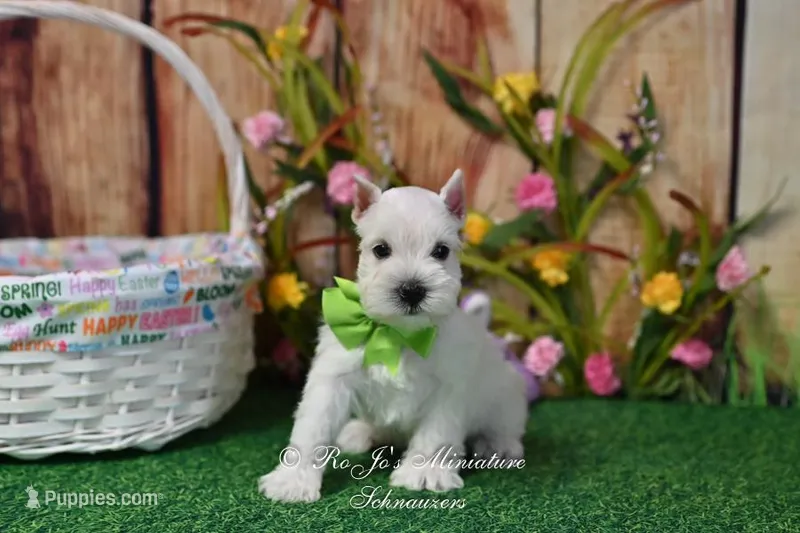 AKC Miss Emmie Lou – Miniature Schnauzer puppy for sale in Antlers, OK