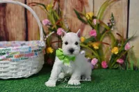 AKC Miss Emmie Lou, a female Miniature Schnauzer for sale in Antlers, OK – Photo 1 of 7