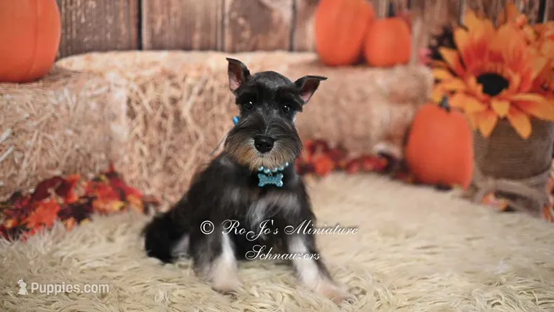 AKC Salt & Pepper | Bella – Miniature Schnauzer puppy for sale in Antlers, OK