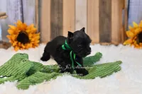 AKC Black Mini Schnauzer Boy, a male Miniature Schnauzer for sale in Antlers, OK – 6 of 8