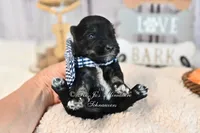 AKC Black & Silver Mini Schnauzer | Ryker, a male Miniature Schnauzer for sale in Antlers, OK – 3 of 6