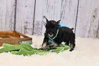 AKC Black & Silver| Abby, a female Miniature Schnauzer for sale in Antlers, OK – 9 of 10