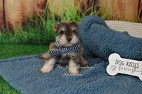 AKC Liver Pepper Boy, a male Miniature Schnauzer for sale in Antlers, OK – 7 of 7