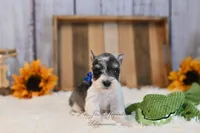 AKC Salt & Pepper Parti | Jaeger, a male Miniature Schnauzer for sale in Antlers, OK – 2 of 5