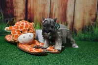 AKC Salt & Pepper Boy, a male Miniature Schnauzer for sale in Antlers, OK – 7 of 8