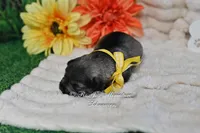 AKC Salt & Pepper Girl, a female Miniature Schnauzer for sale in Antlers, OK – 6 of 6