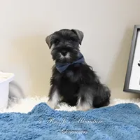 AKC Logan, a male Miniature Schnauzer for sale in Antlers, OK – Photo 4 of 7