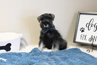 AKC Logan, a male Miniature Schnauzer for sale in Antlers, OK – Photo 4 of 7