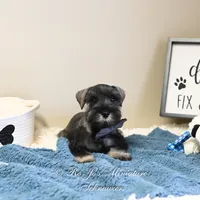 AKC Logan, a male Miniature Schnauzer for sale in Antlers, OK – Photo 7 of 7
