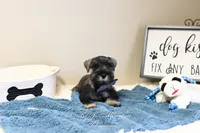 AKC Logan, a male Miniature Schnauzer for sale in Antlers, OK – Photo 7 of 7