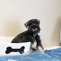 AKC Logan, a male Miniature Schnauzer for sale in Antlers, OK – Photo 5 of 7