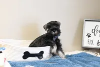 AKC Logan, a male Miniature Schnauzer for sale in Antlers, OK – Photo 5 of 7