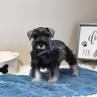 AKC Logan, a male Miniature Schnauzer for sale in Antlers, OK – Photo 6 of 7