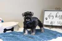 AKC Logan, a male Miniature Schnauzer for sale in Antlers, OK – Photo 6 of 7