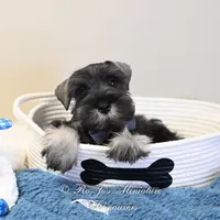 AKC Logan, a male Miniature Schnauzer for sale in Antlers, OK – Photo 2 of 7
