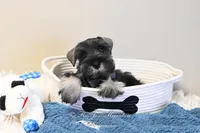 AKC Logan, a male Miniature Schnauzer for sale in Antlers, OK – Photo 2 of 7