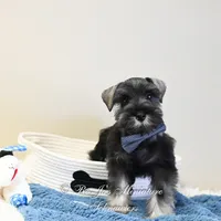AKC Logan, a male Miniature Schnauzer for sale in Antlers, OK – Photo 1 of 7