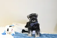 AKC Logan, a male Miniature Schnauzer for sale in Antlers, OK – Photo 1 of 7