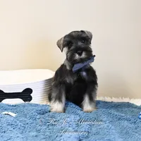 AKC Logan, a male Miniature Schnauzer for sale in Antlers, OK – Photo 3 of 7