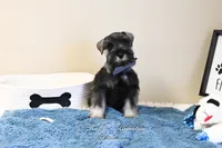 AKC Logan, a male Miniature Schnauzer for sale in Antlers, OK – Photo 3 of 7