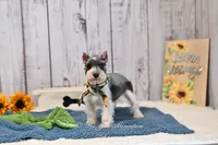 AKC Salt & Pepper Parti| Jaeger, a male Miniature Schnauzer for sale in Antlers, OK – 3 of 6