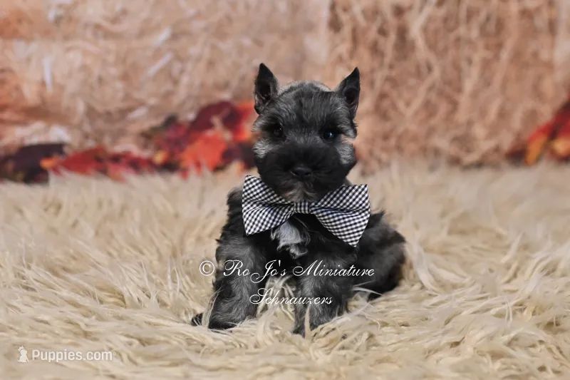 AKC Salt & Pepper | Maximus – Miniature Schnauzer puppy for sale in Antlers, OK