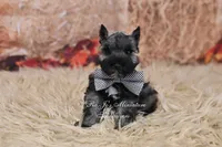 AKC Salt & Pepper | Maximus, a male Miniature Schnauzer for sale in Antlers, OK – 1 of 8