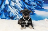 AKC Lil Miss Lexie, a female Miniature Schnauzer for sale in Antlers, OK – Photo 3 of 6