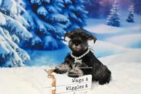 AKC Lil Miss Lexie, a female Miniature Schnauzer for sale in Antlers, OK – Photo 4 of 6