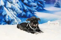 AKC Lil Miss Lexie, a female Miniature Schnauzer for sale in Antlers, OK – Photo 6 of 6