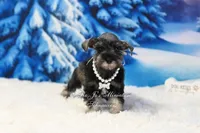 AKC Lil Miss Lexie, a female Miniature Schnauzer for sale in Antlers, OK – Photo 5 of 6