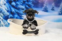 AKC Lil Miss Lexie, a female Miniature Schnauzer for sale in Antlers, OK – Photo 2 of 6