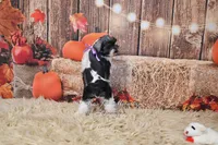 AKC Lil Miss Emmie, a female Miniature Schnauzer for sale in Antlers, OK – 6 of 7