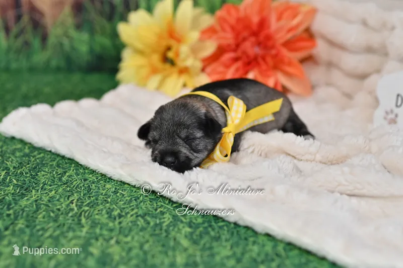 AKC Salt & Pepper Girl – Miniature Schnauzer puppy for sale in Antlers, OK