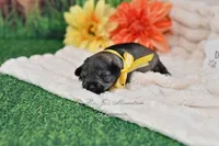AKC Salt & Pepper Girl, a female Miniature Schnauzer for sale in Antlers, OK – 1 of 6