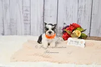 Salt & Pepper Parti | Tinker Bell, a female Miniature Schnauzer for sale in Antlers, OK – 7 of 8
