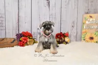 AKC Salt & Pepper | Sydney, a female Miniature Schnauzer for sale in Antlers, OK – 6 of 7